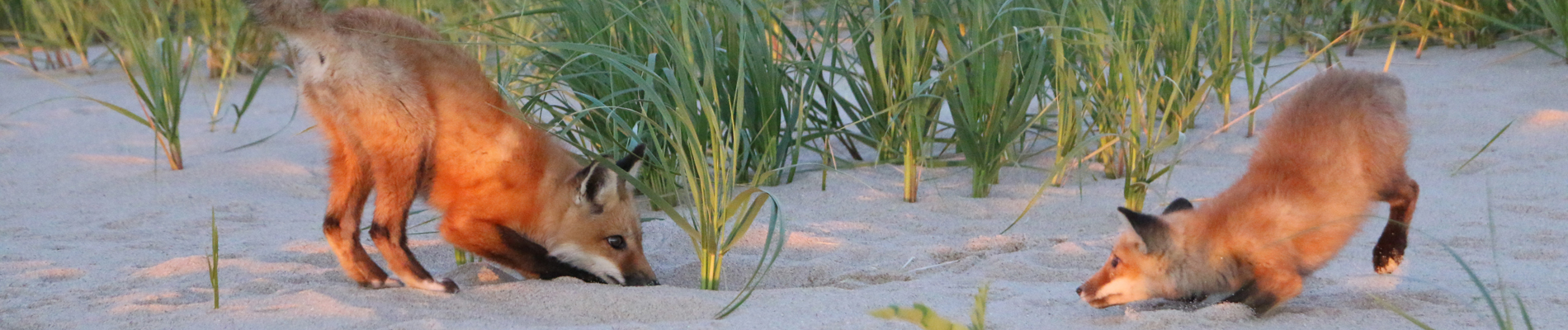 Foxes playing on the beach 